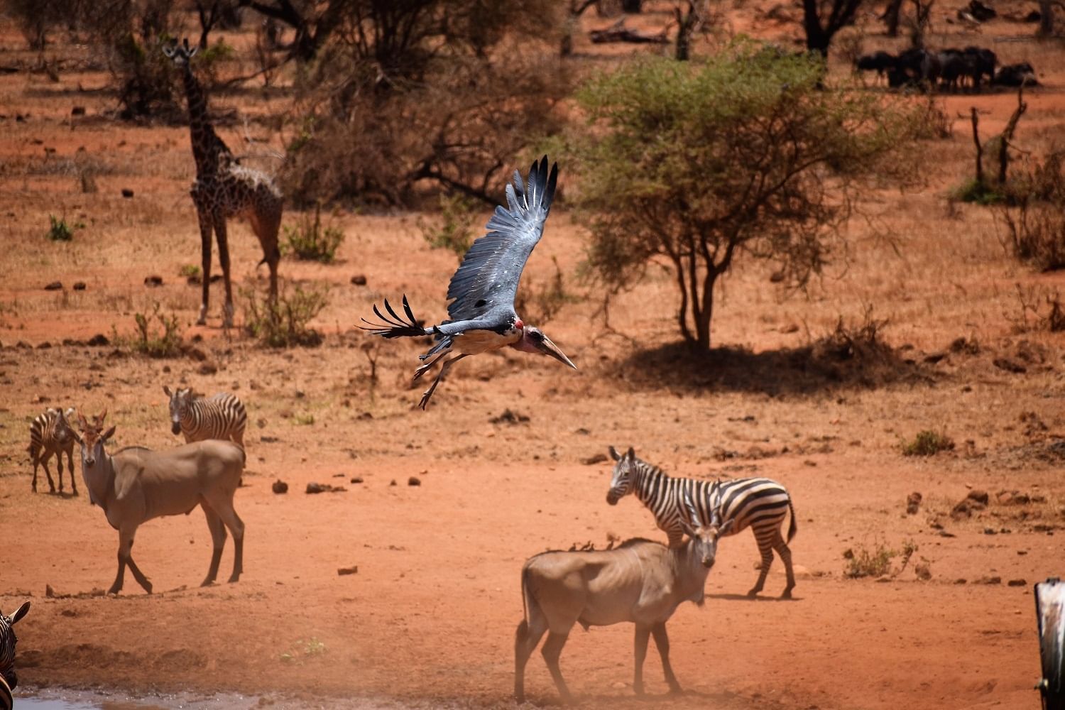 3 Day Tsavo East Safari From Mombasa